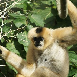 Female White Cheecked Gibbon