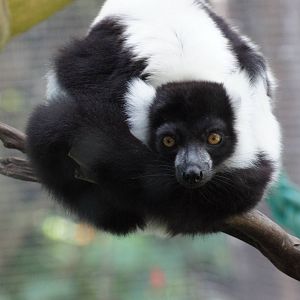 Black and White Ruffed Lemur