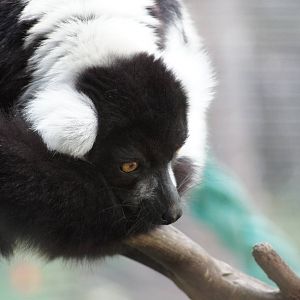 Black and White Ruffed Lemur