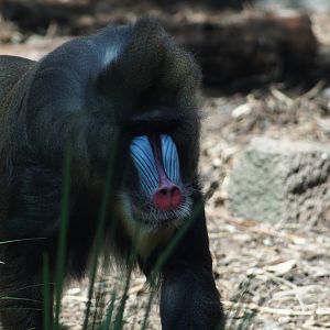 Mandrill
