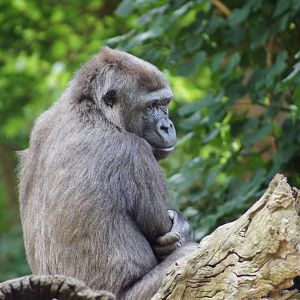 Western Lowland Gorilla Female M'Beli