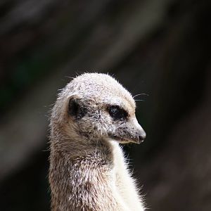 Meerkat