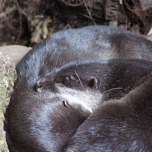 Asian Short Clawed Otters