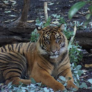 Sumatran Tiger