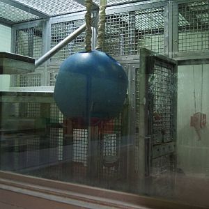 Gorilla indoor exhibits