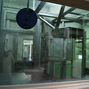 Gorilla indoor exhibits