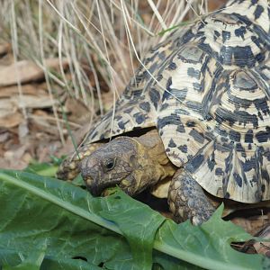 Leopard Tortoise