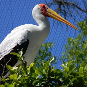 Yellow Billed Stork