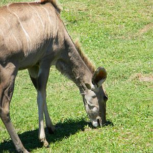 Greater Kudu