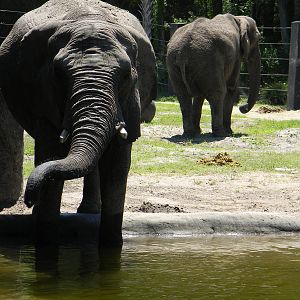 African Elephant