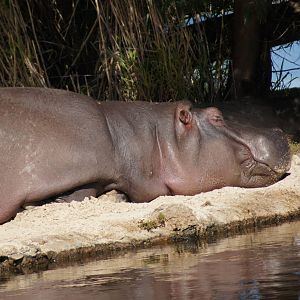 Common Hippo Brindabella