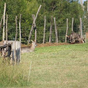 Waterbuck
