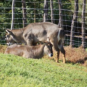 Waterbuck