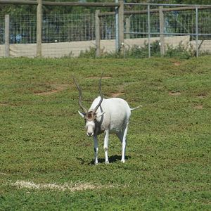 Addax