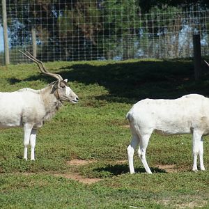 Addax