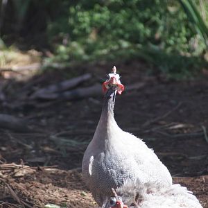 Helmeted Guineafowl
