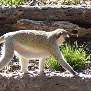 Vervet Monkey