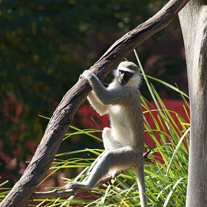Vervet Monkey