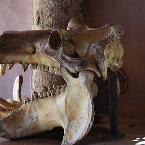 Common Hippo Skull