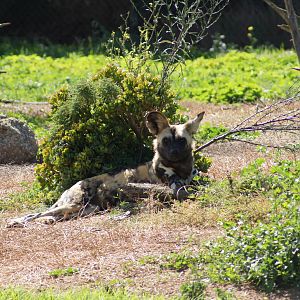 African Wild Dog