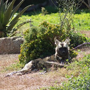 African Wild Dog