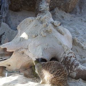 Meerkat Enrichment