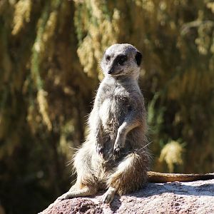 Meerkat