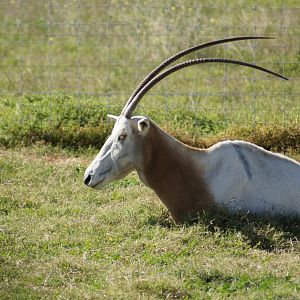 Scimitar Horned Oryx