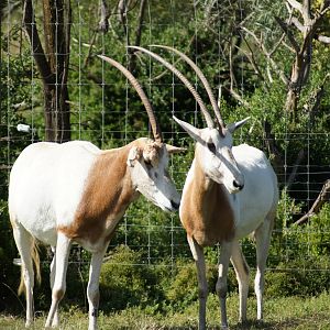 Scimitar Horned Oryx