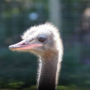 Ostrich
