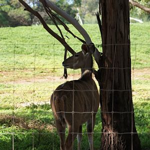 Kudu