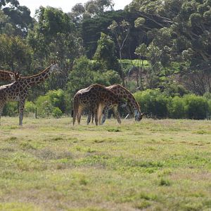 Hybrid Giraffes