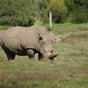 Southern White Rhinos