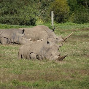Southern White Rhinos