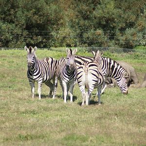 Grant's Zebra and Southern White Rhinos