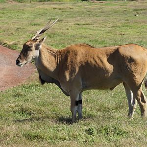 Common Eland