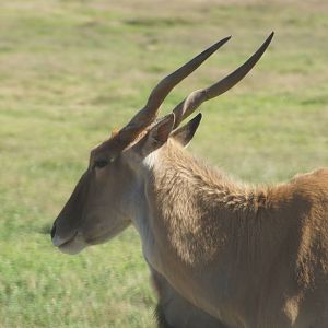 Common Eland