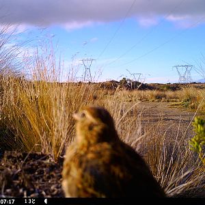 NAME THAT BIRRRRRRD! - Rangipo Desert, 2011.