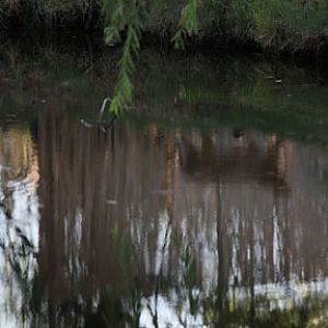 guess the animal reflection