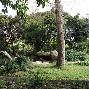 View into the gorilla exhibit