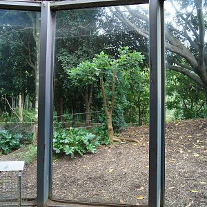 View into the gorilla exhibit