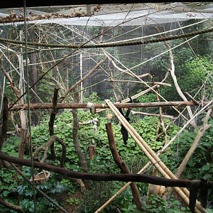 White Cheecked Gibbon Exhibit