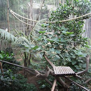 Black Capped Capuchin Exhibit?