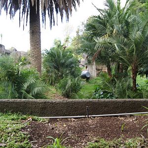 View into the gorilla exhibit