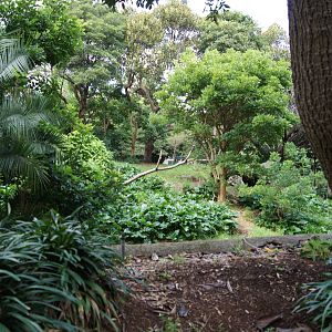 View into the gorilla exhibit