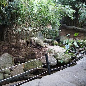 Asian Short Clawed Otter Exhibit