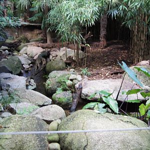 Asian Short Clawed Otter Exhibit