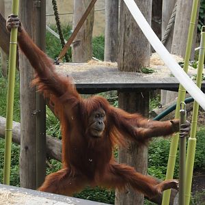 The use of sway poles