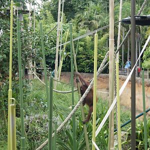 The use of sway poles