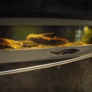 Brown Mudfish Tank - Tongariro National Trout Centre